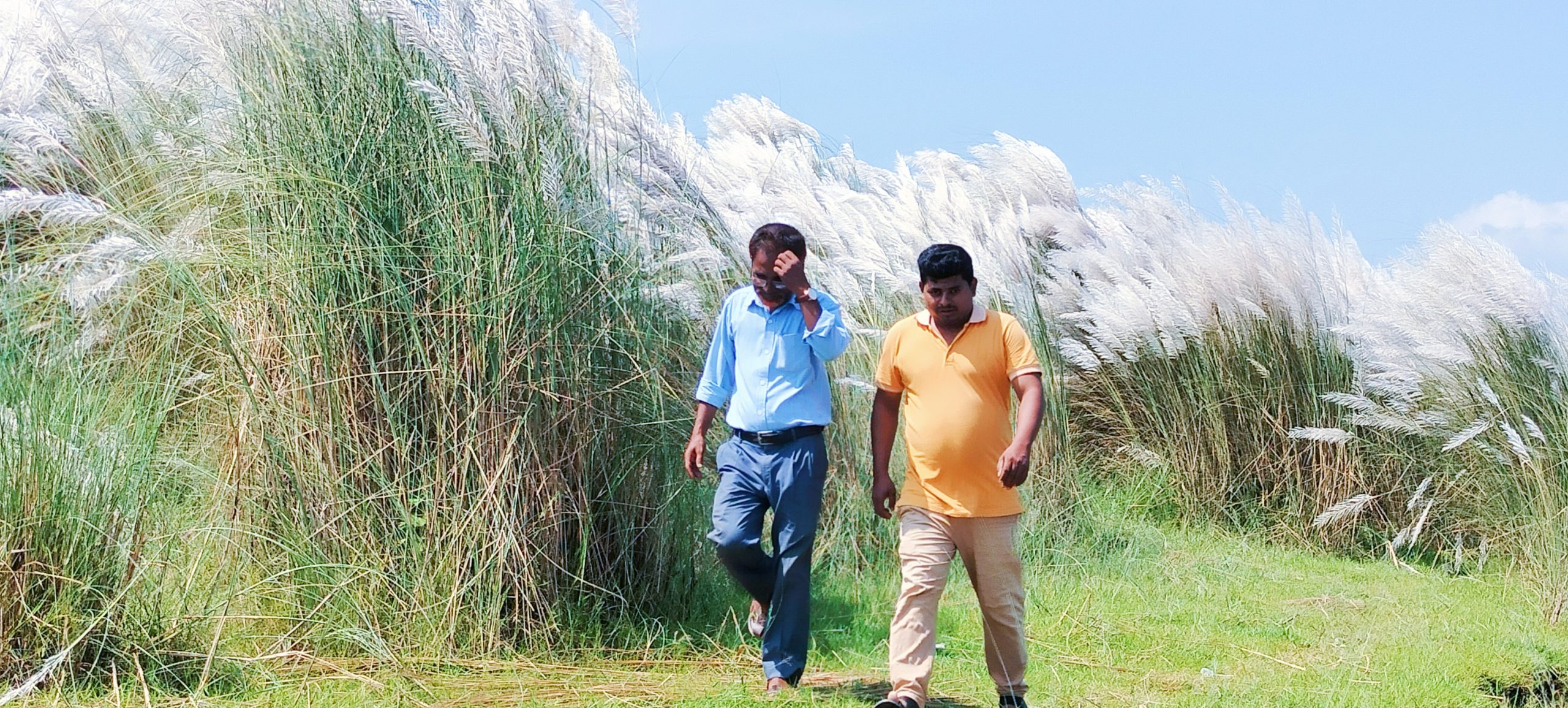 শরতের শুভ্রতা ছড়াচ্ছে সুন্দরগঞ্জে কাশফুল